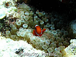 Clownfish Gilli islands Indonesia  by Marko Perisic 